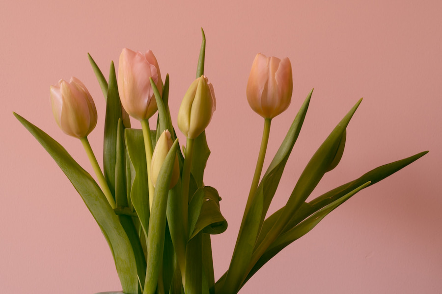 ¿Por qué nos gustan los tulipanes?