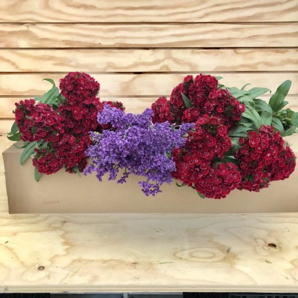 Caja - Clavel del Poeta Rojo
