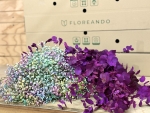 Miniatura de Caja Rainbow Purple