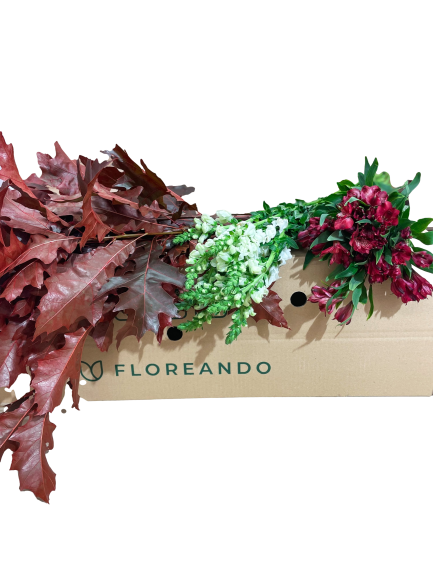 Caja Roble