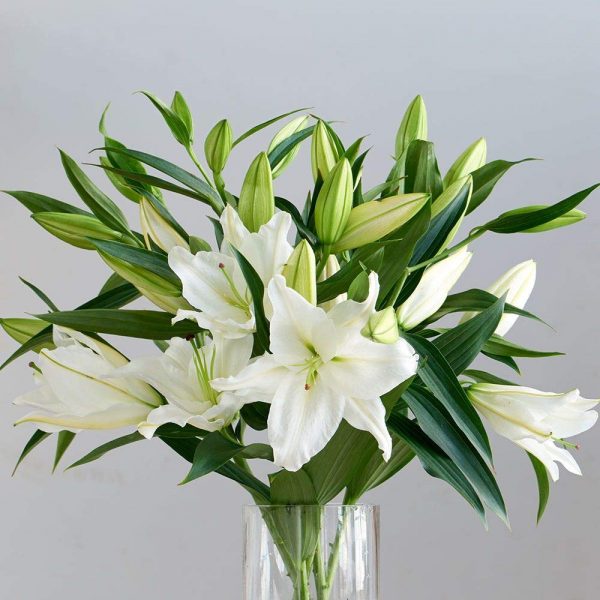 Oferta Lilium Oriental