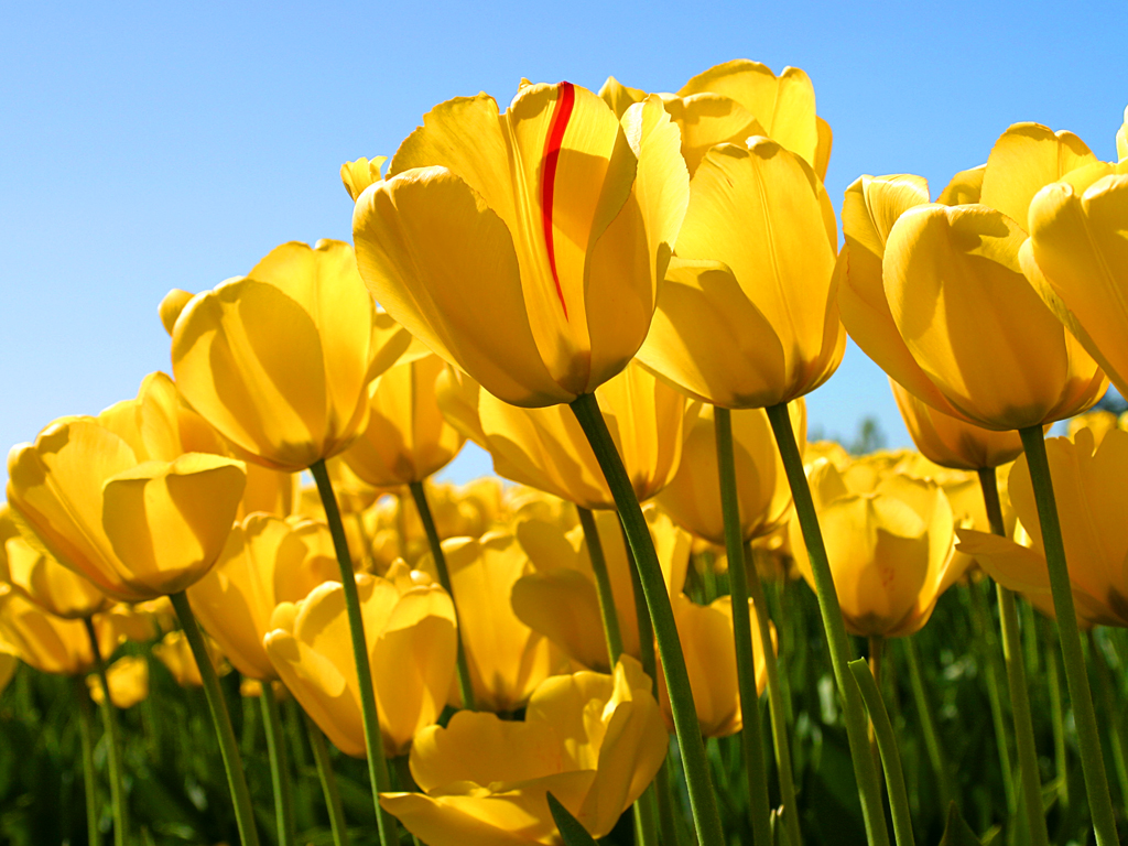 caja sorpresa tulipanes amarillos