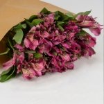 Miniatura de Alstroemeria fucsia (10 tallos)