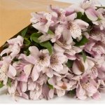 Miniatura de Alstroemeria rosa (10 tallos)