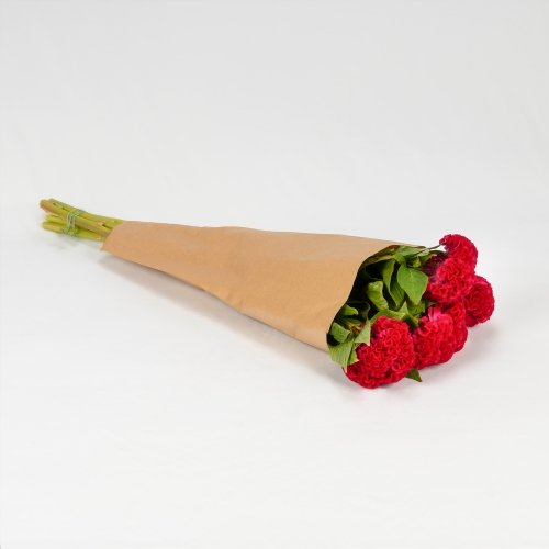 Celosía Fucsia/Rojizo (5 tallos)