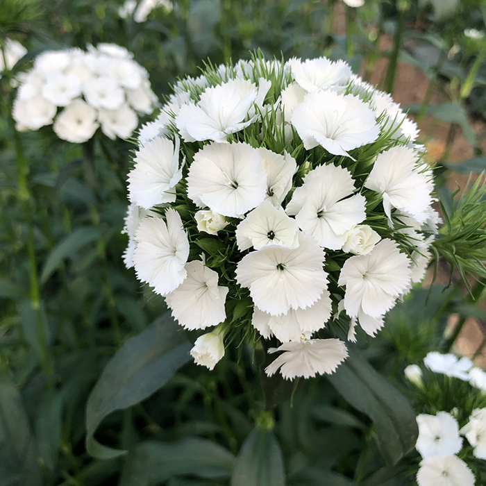 Clavel del Poeta Blanco
