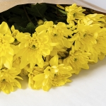 Miniatura de Crisantemo Amarillo (5 tallos)