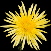 Crisantemo Anastasia Amarillo (10 tallos)