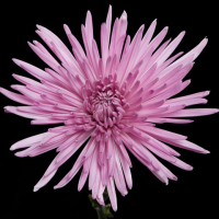 Crisantemo Anastasia Malva (10 tallos)