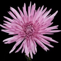 Crisantemo Anastasia Malva (10 tallos)