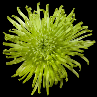 Crisantemo Anastasia Verde (10 tallos)
