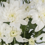 Miniatura de Crisantemo Blanco (5 tallos)