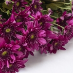 Miniatura de Crisantemo Fucsia (5 tallos)
