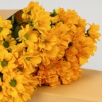 Miniatura de Crisantemo - Margarita amarilla (5 tallos)