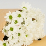 Miniatura de Crisantemo - Margarita blanca (5 tallos)