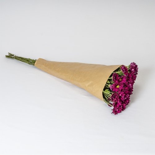 Margarita fucsia (5 tallos)