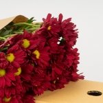 Miniatura de Crisantemo - Margarita roja (5 tallos)