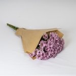 Miniatura de Margarita rosa (5 tallos)