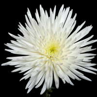 Crisantemo Anastasia Blanco (10 tallos)