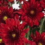 Miniatura de Crisantemo Rojo (5 tallos)