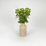 Miniatura de Crisantemo verde (5 tallos)