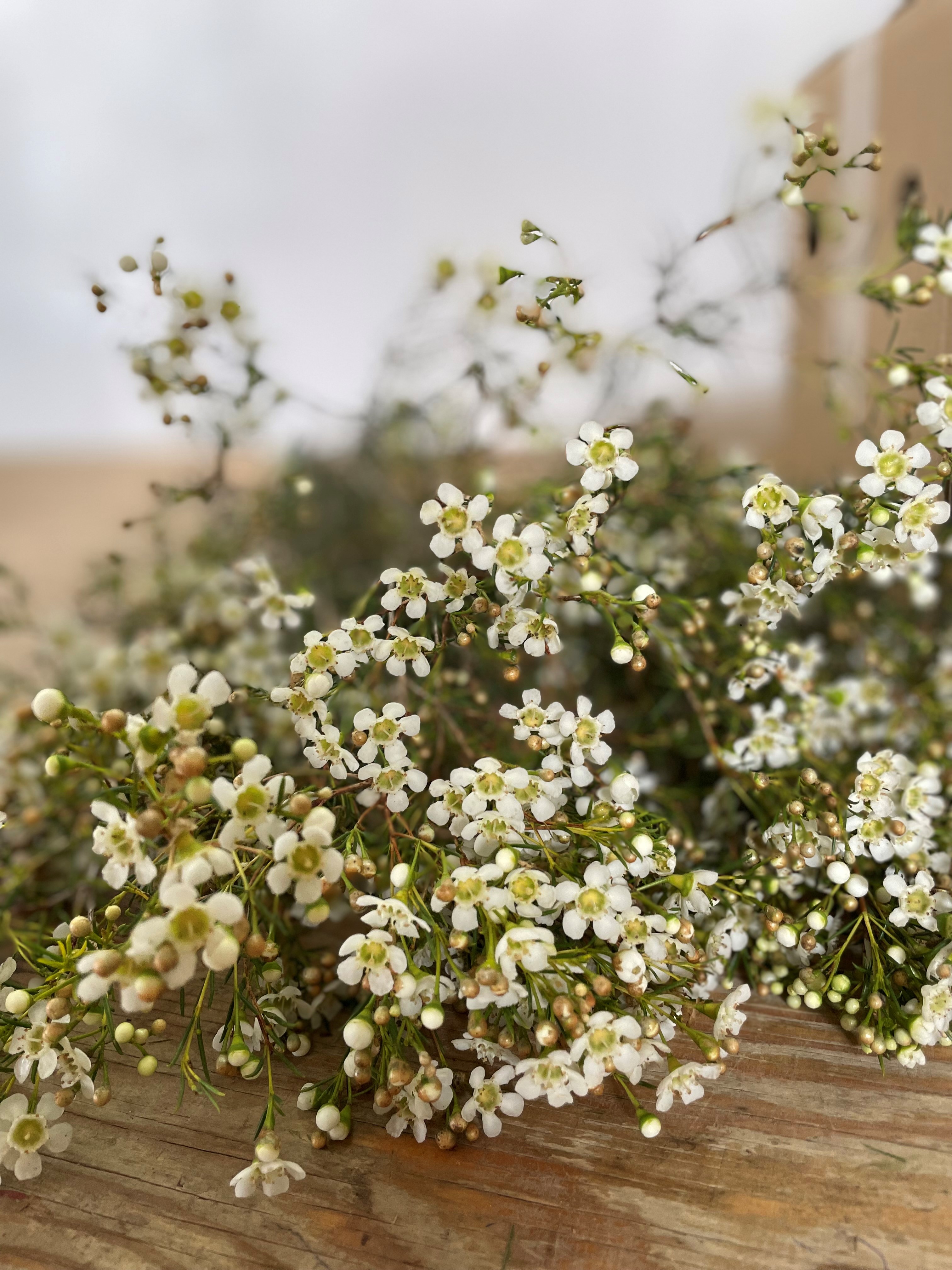 Flor de cera blanca