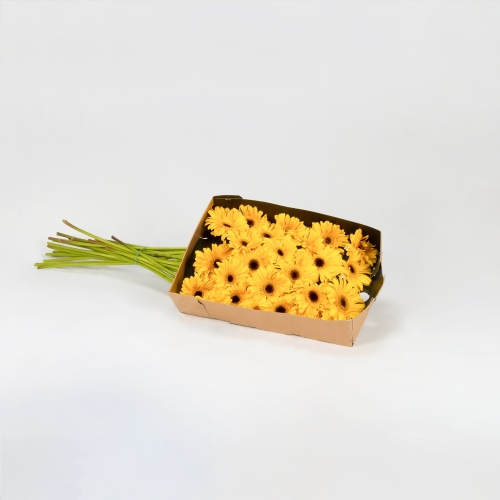 Gerbera amarilla (20 tallos)