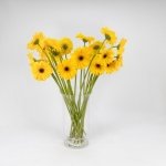 Miniatura de Gerbera amarilla (25 tallos)