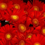 Miniatura de Gerbera roja (25 tallos)
