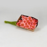 Miniatura de Gerbera rosa (20 tallos)