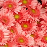 Miniatura de Gerbera rosa (25 tallos)