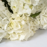Miniatura de Hortensias Blancas (5 tallos)