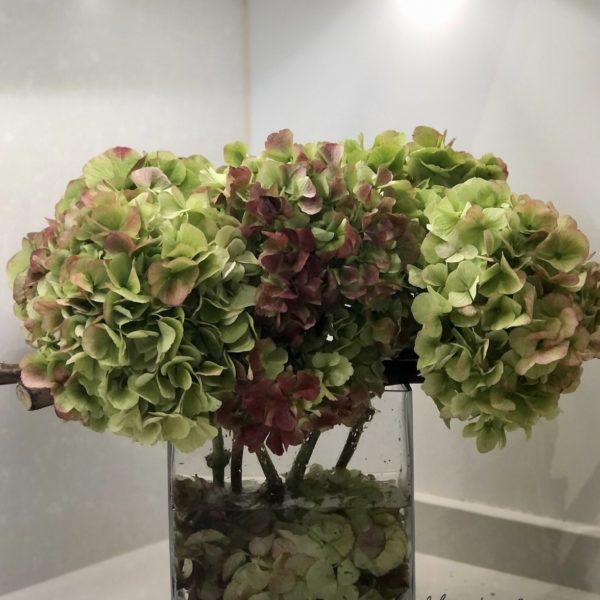 Hortensias otoñal