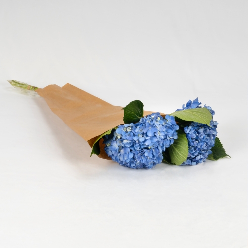 Hortensias azules (5 tallos)