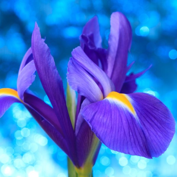 Iris Morado (10 tallos)