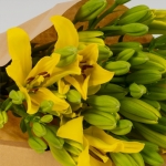Miniatura de Lilium amarilla (10 tallos)