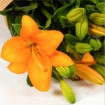 Miniatura de Lilium naranja (10 tallos)