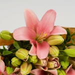 Miniatura de Lilium rosa (10 tallos)