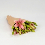 Miniatura de Lilium rosa (10 tallos)