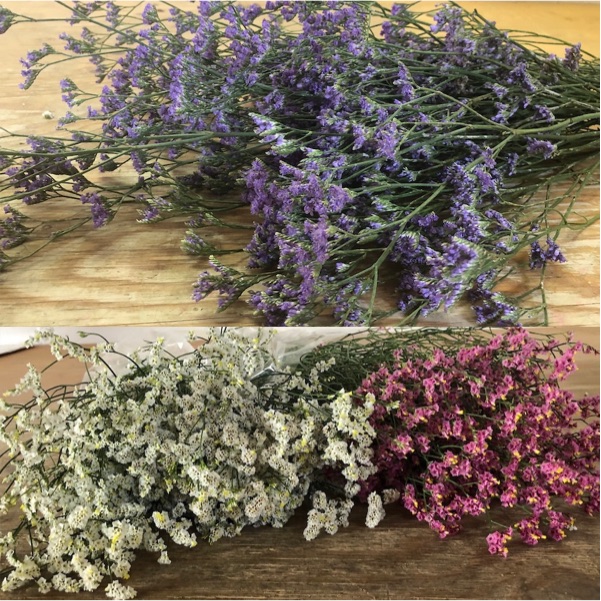 Limonium Blanco