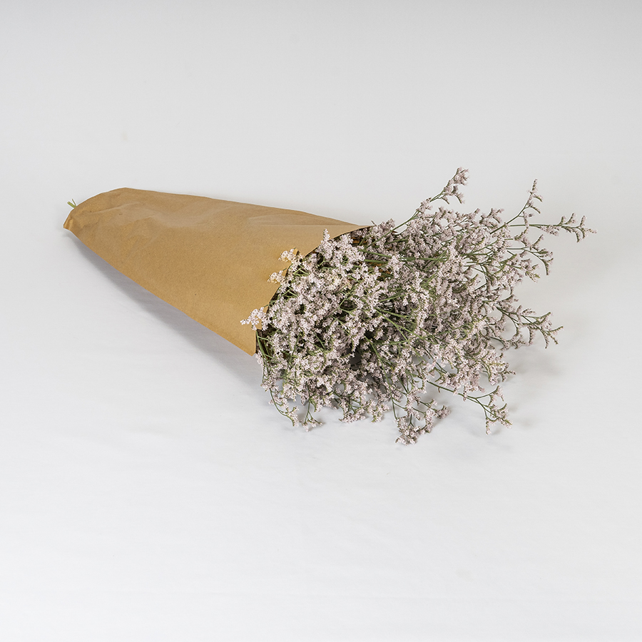 Limonium Rosa