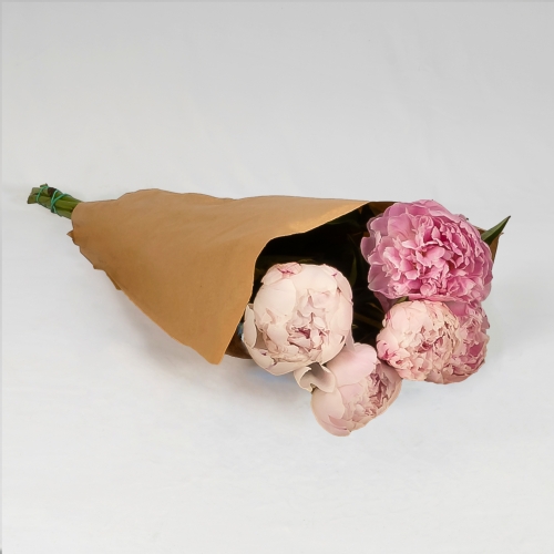 Peonía rosa (10 tallos)