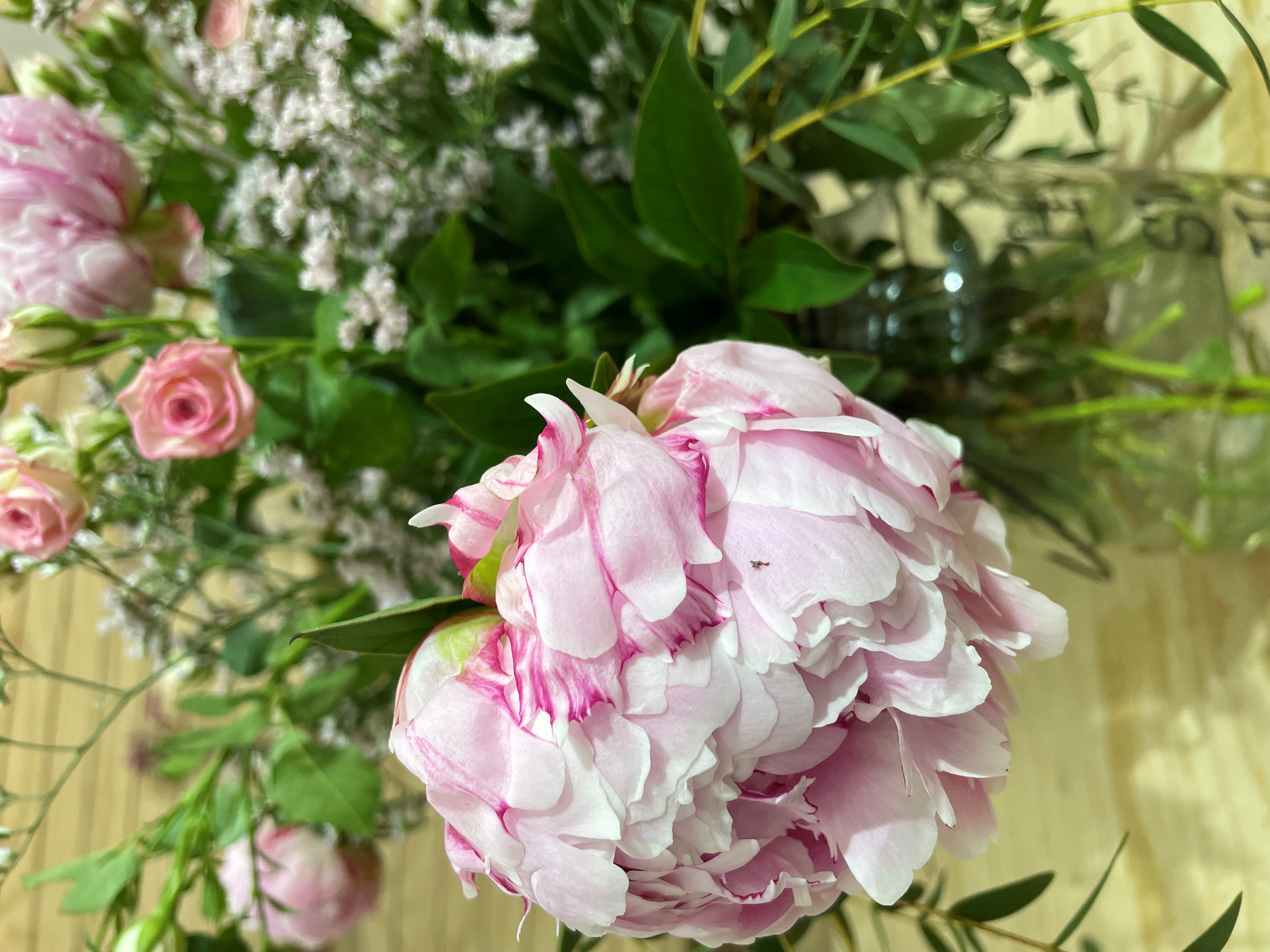 Peonia rosa