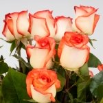 Miniatura de Rosas premium bicolor (25 tallos)
