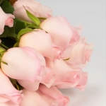 Miniatura de Rosas premium rosas (25 tallos)