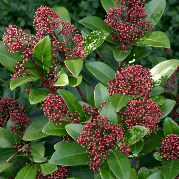 Skimmia