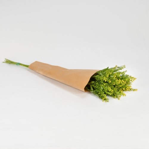 Solidago