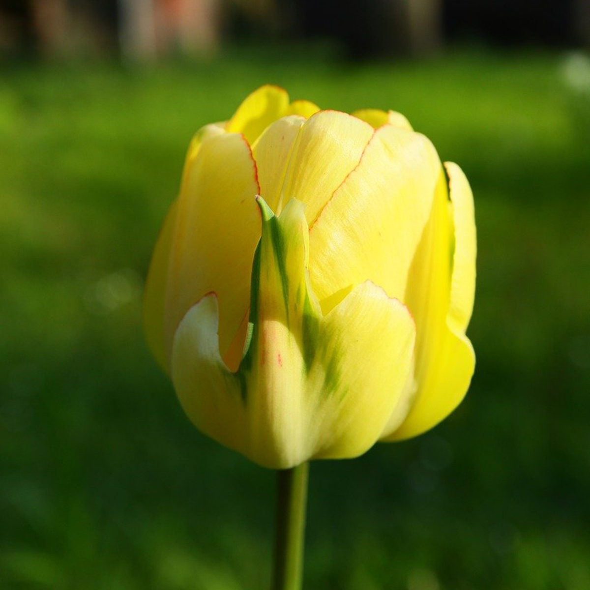 Tulipán Amarillo (20 tallos)