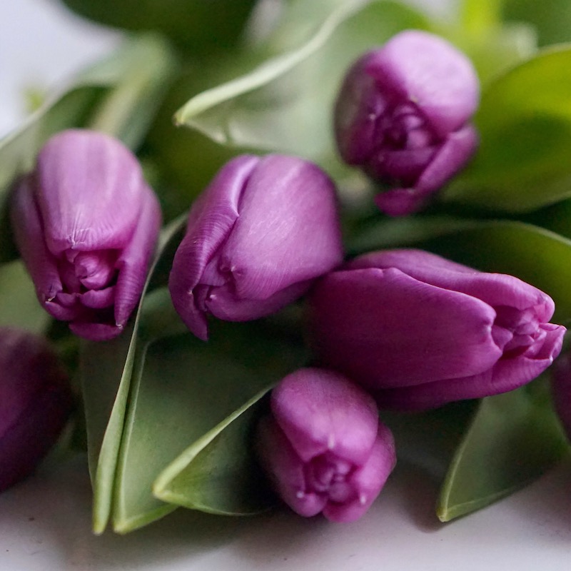 Tulipán Malva (20 tallos )