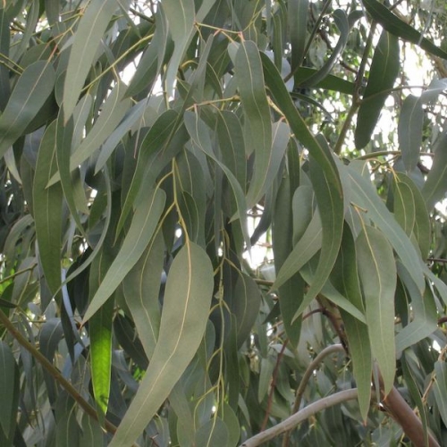 Eucaliptus Pendular